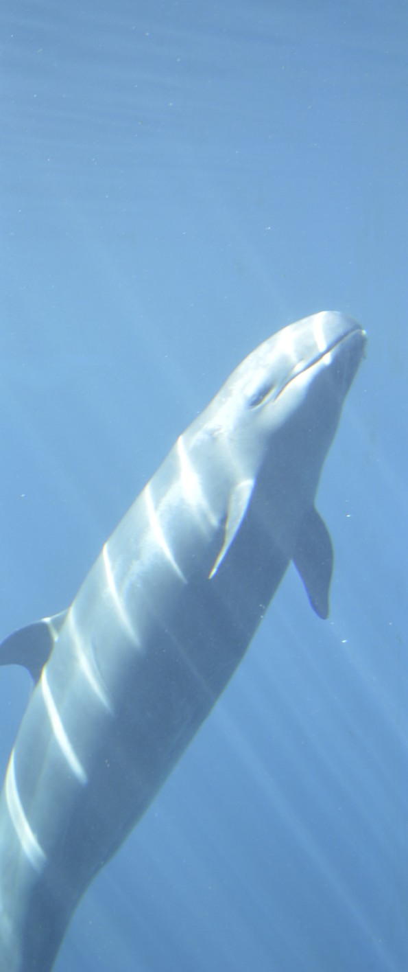 Chester the False Killer Whale – a Year Later