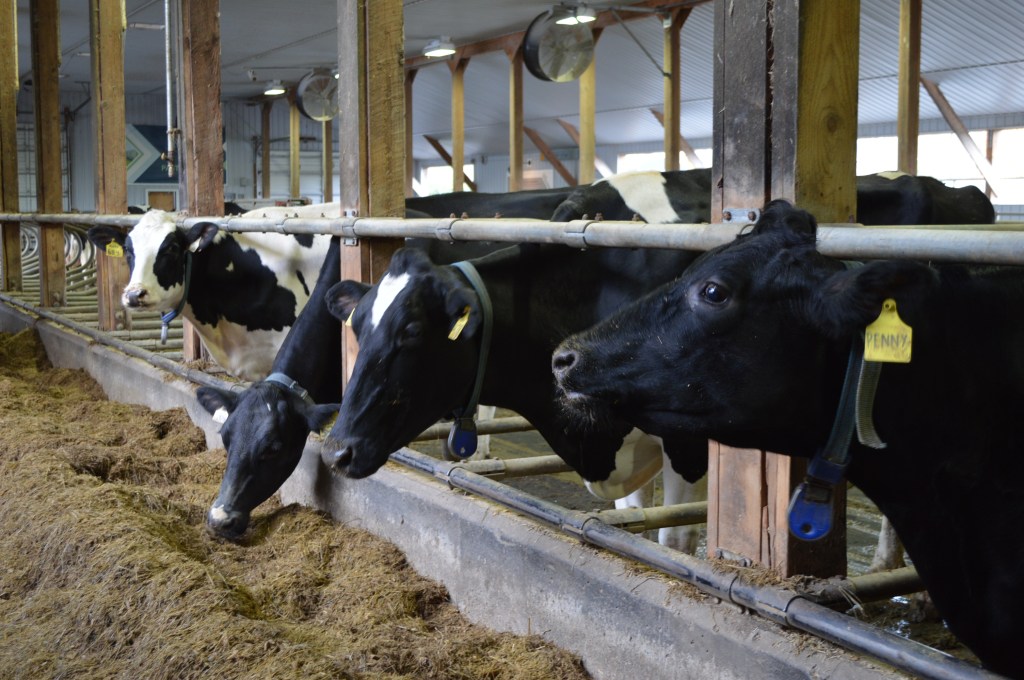 A Day at EcoDairy #AvalonTraceable