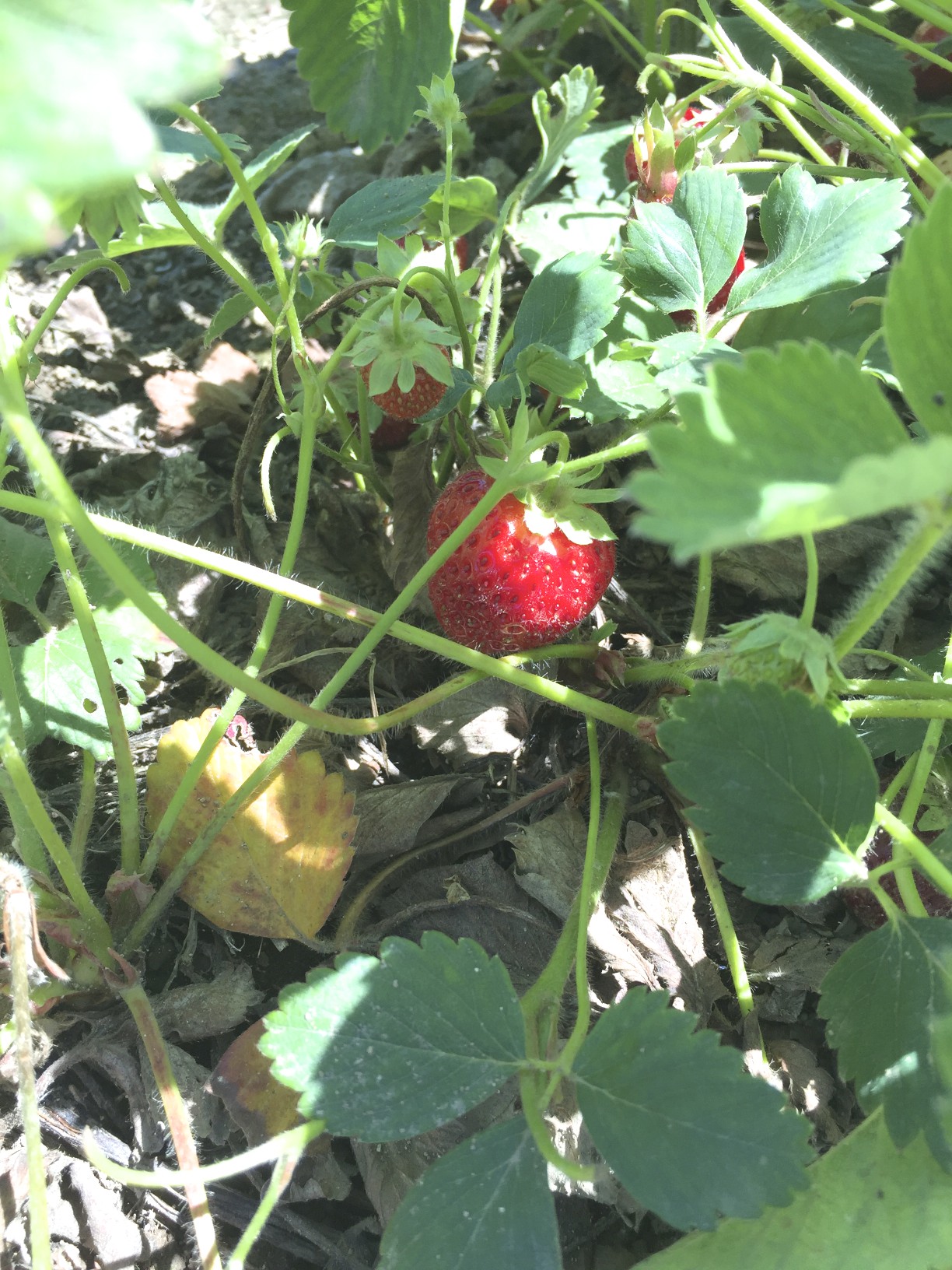 Discover the Versatility of BC Strawberries this Summer! #CONTEST