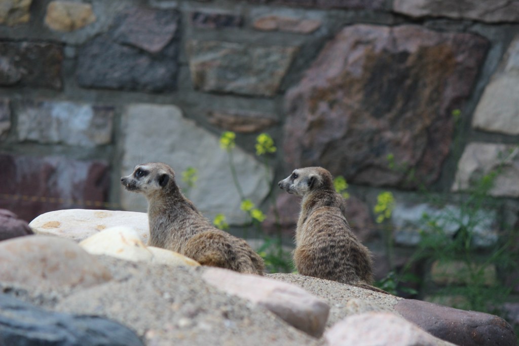 Visit at the Edmonton Valley&nbsp;Zoo