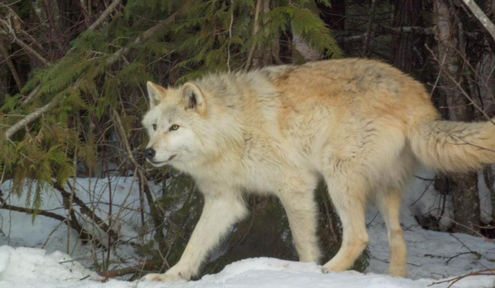 golden-bc-wolf-centre-resized
