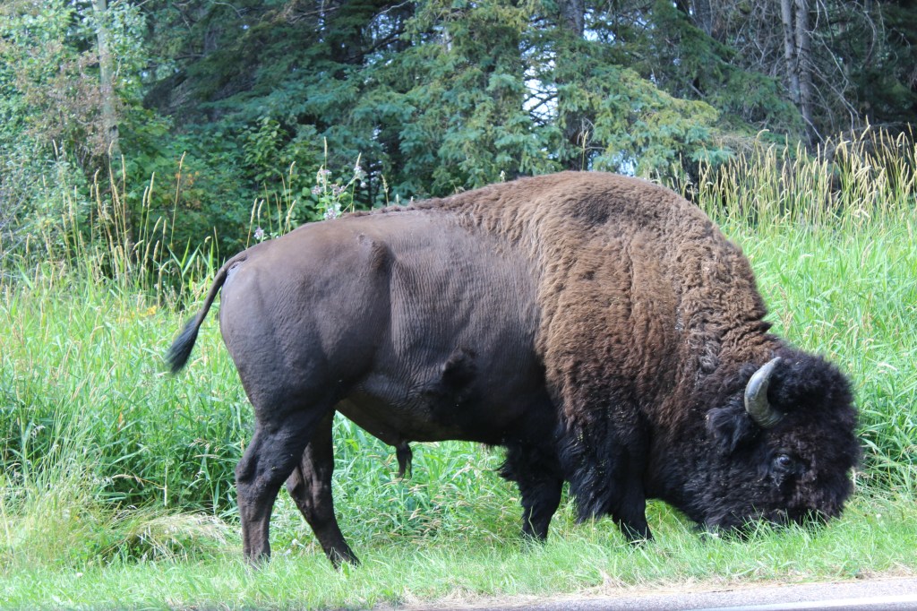 Explore Edmonton: Elk Island National&nbsp;Park