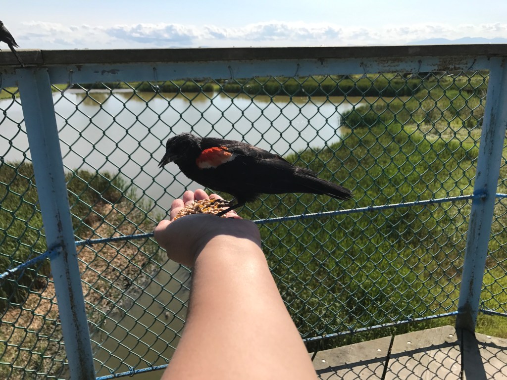 Exploring Westham Island in&nbsp;Delta