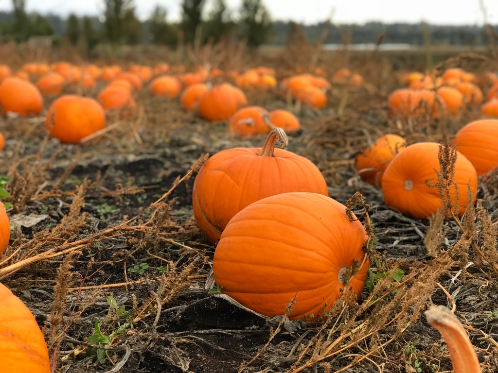 Check out these 4 tips to have the best Surrey family daytrip&nbsp;ever.