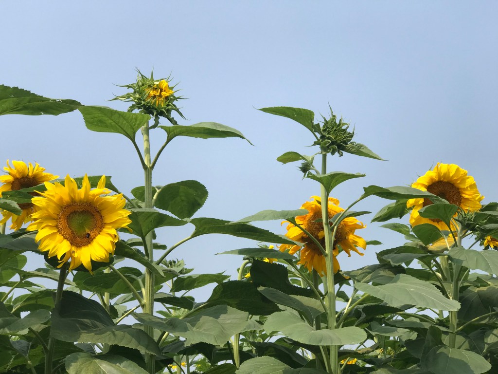 Calendar of Events – September&nbsp;2018