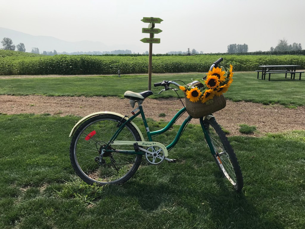 Opening on August 22 – The First Annual Chilliwack Sunflower&nbsp;Festival