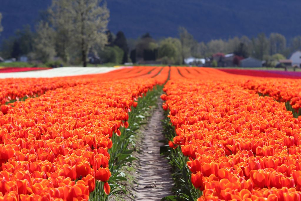 The Chilliwack Tulip Festival blooms again on April&nbsp;10!