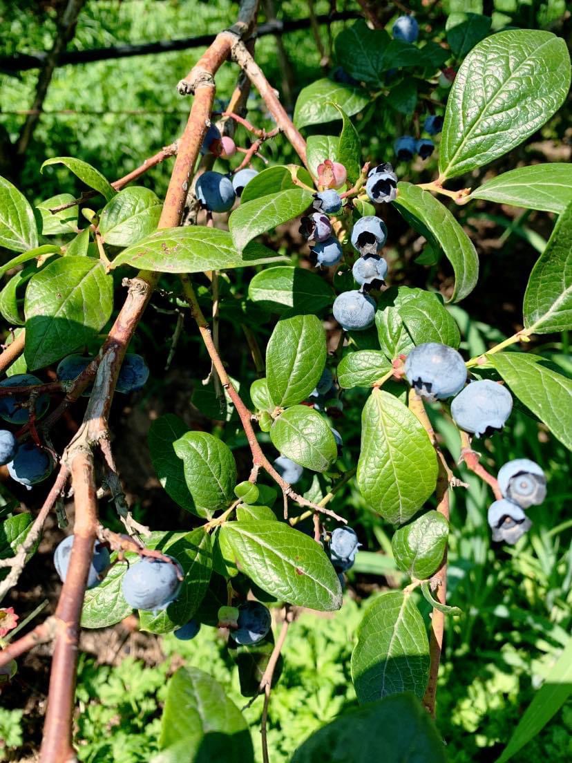 Go Blue with BC Blueberries this Summer and Win&nbsp;Big!