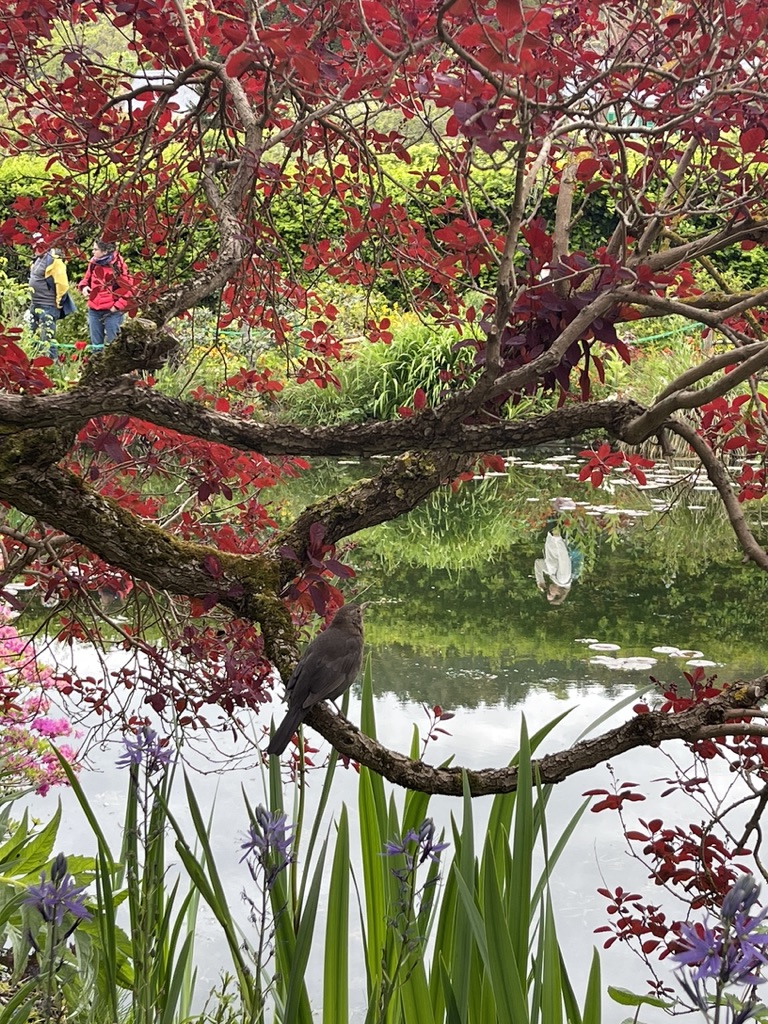 Exploring Monet’s Gardens: A Living Masterpiece in Giverny