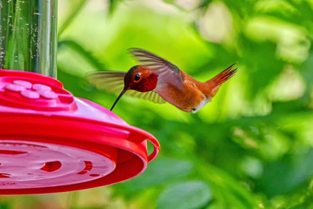Spring Break in BC: Follow the Snow Geese on the BC Bird Trail