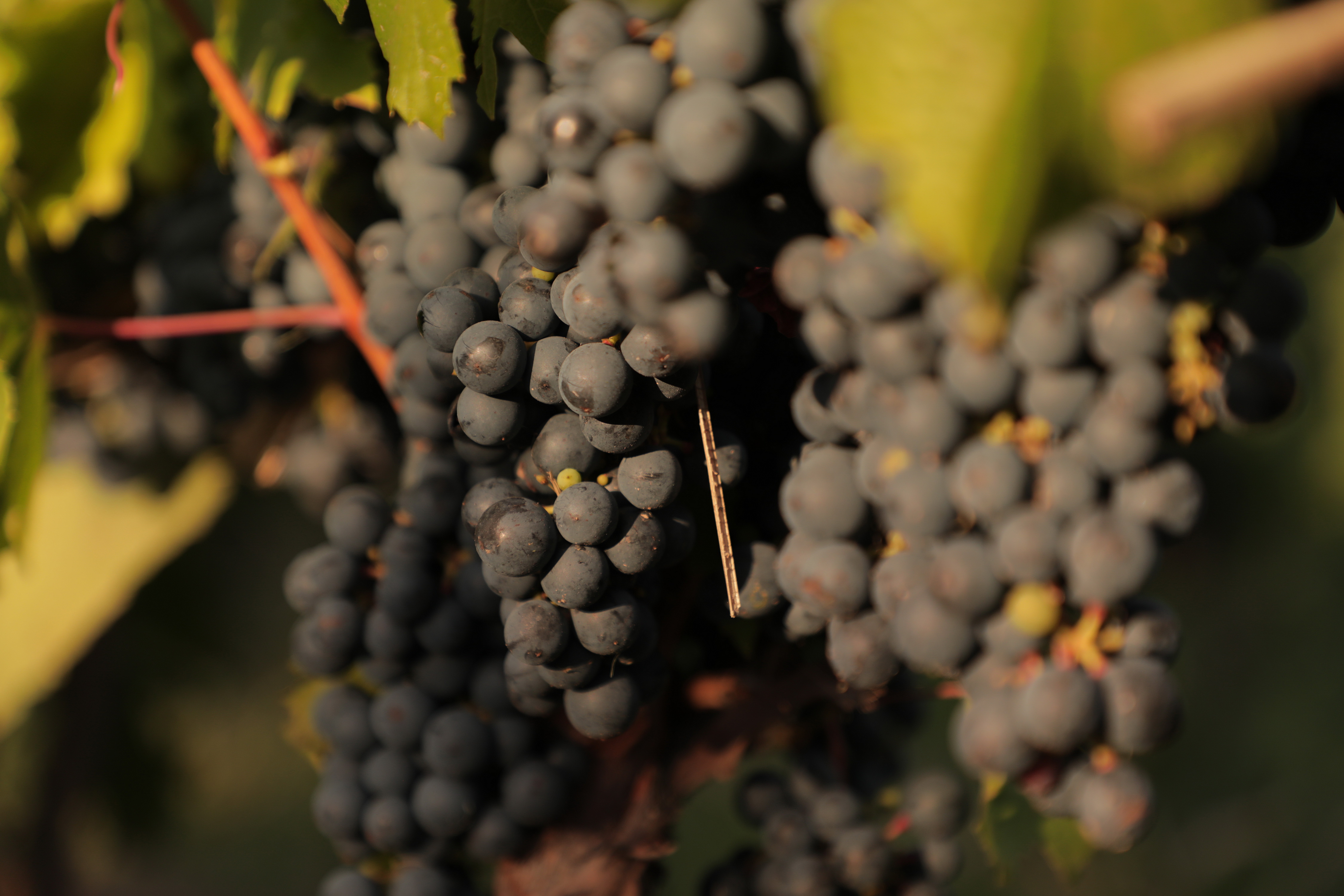 Join the Malbec Celebration at Marquis Wine Cellars